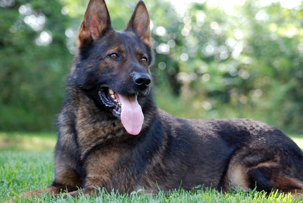 german shepherd steel blue